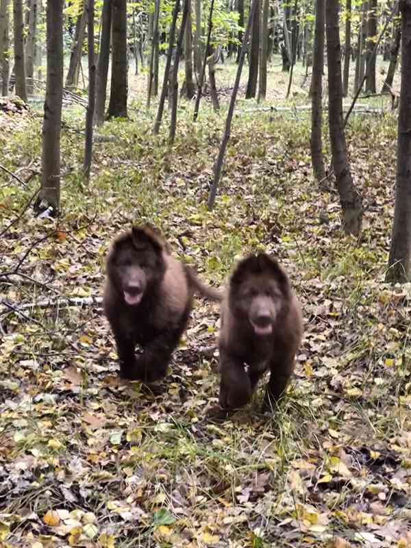 Německý ovčák štěňata bez PP  - foto 2