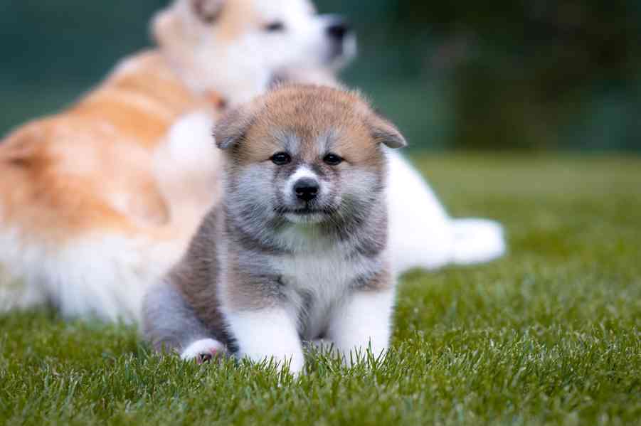 Fenka Akita Inu s PP - foto 3