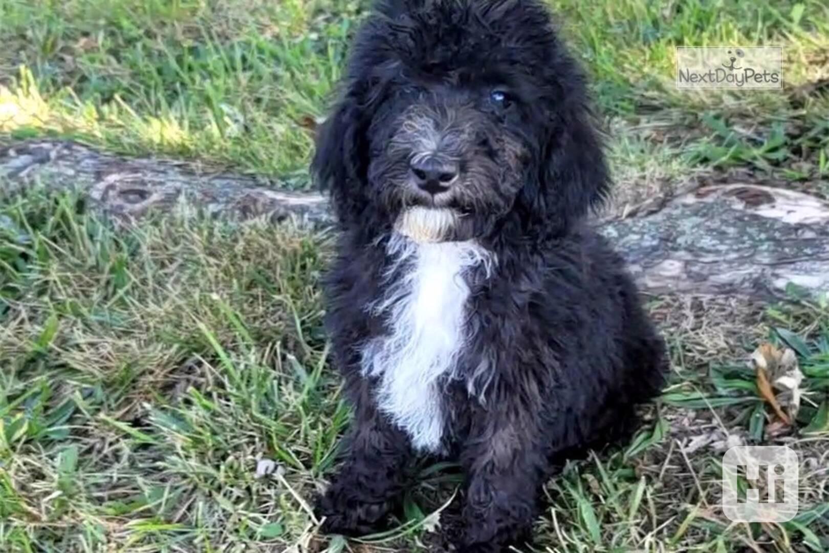 Štěňata Beddypoo na prodej - Plemena psů - foto 1