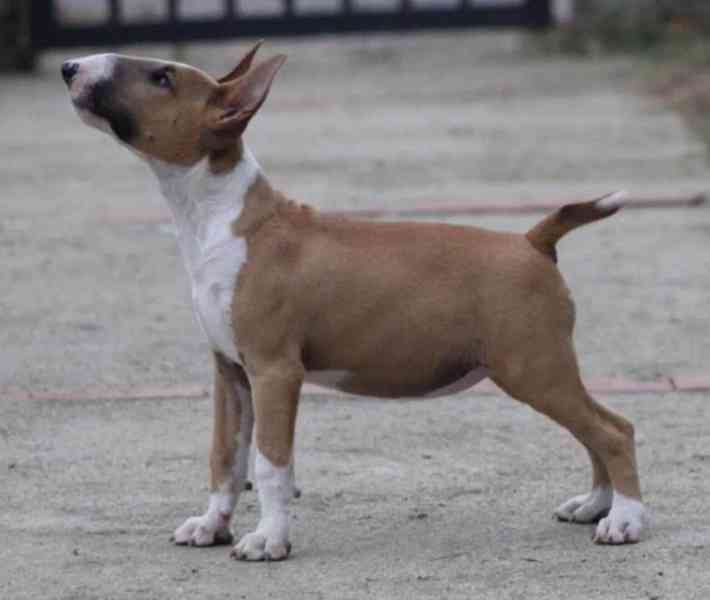 Štěňata bulteriéra pro nové domovy - foto 1