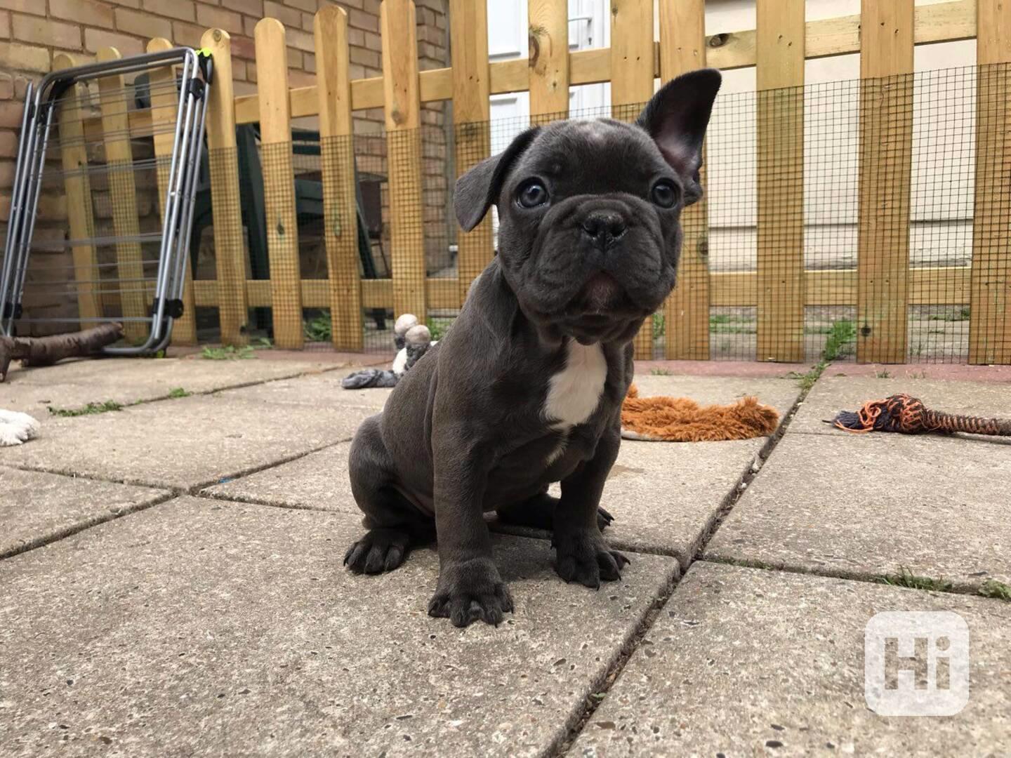 K dispozici krásná štěňata francouzského buldočka - foto 1