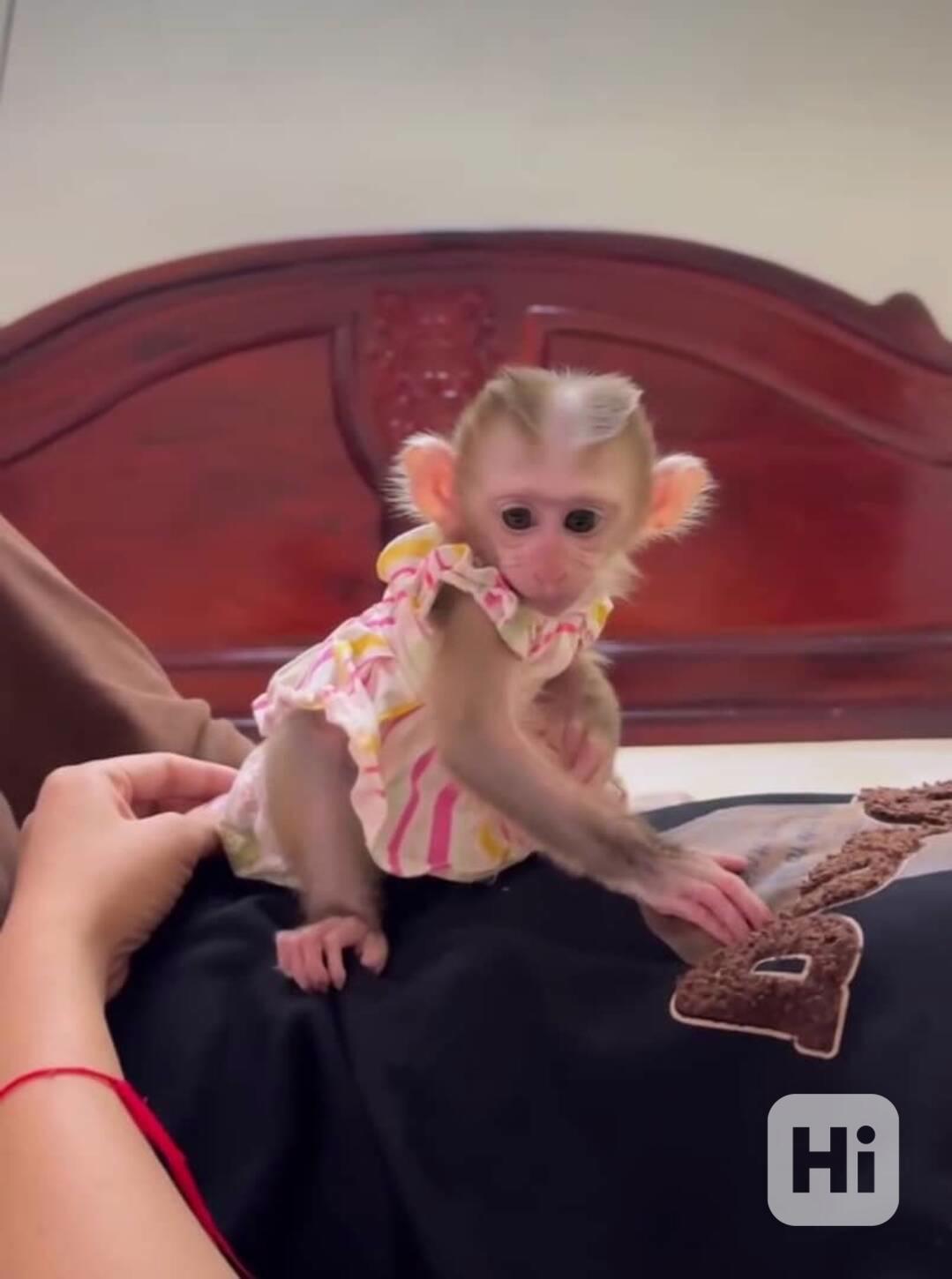 🐒💫 Dobře socializovaná kapucínská opice k dispozici! 🧸💕 - foto 1