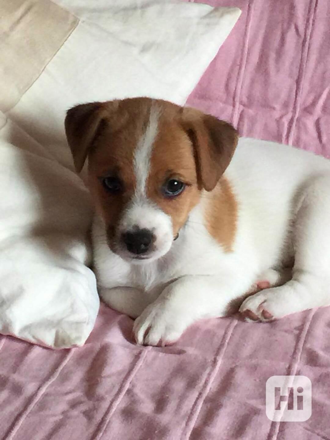 Jack Russel štěňátka - foto 1