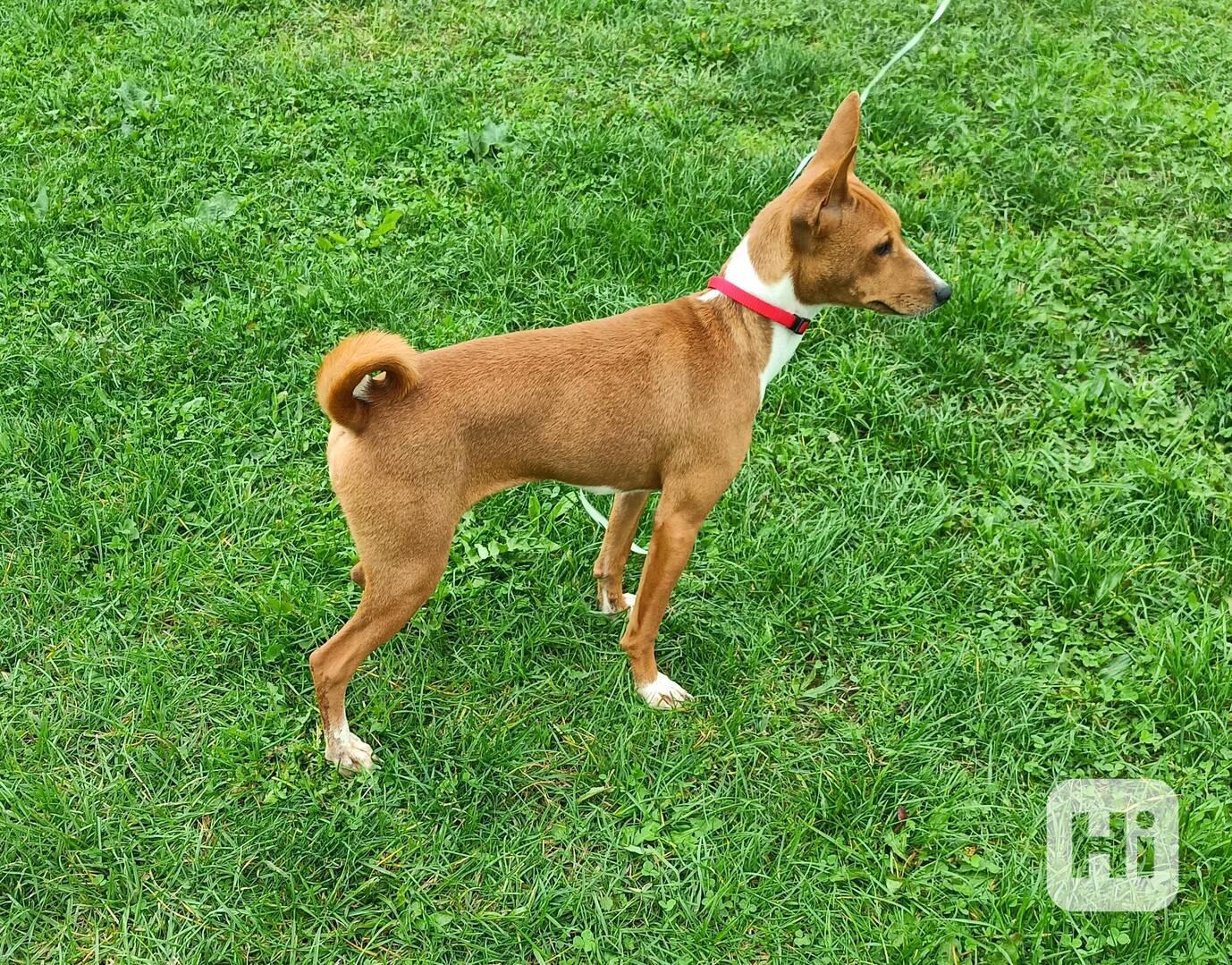 Basenji - prodám fenku bez pp - foto 1