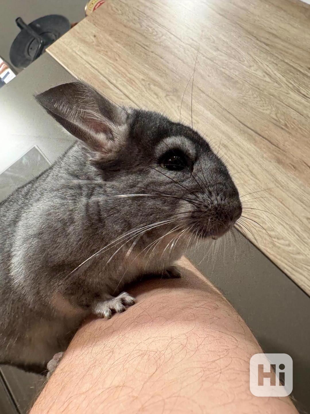 Samec činčily z domácího chovu medium ebony - foto 1