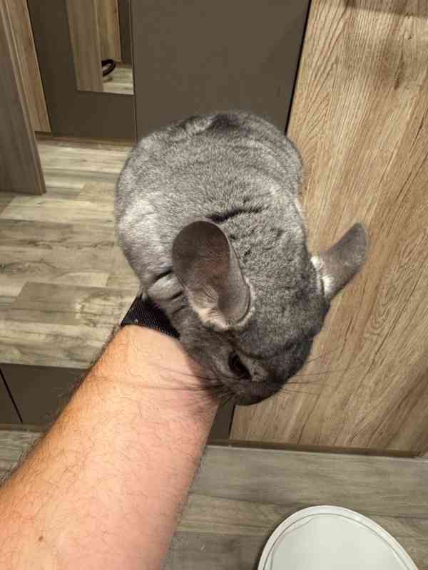 Samec činčily z domácího chovu medium ebony - foto 13