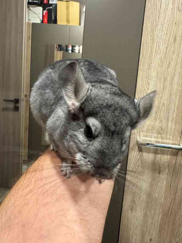 Samec činčily z domácího chovu medium ebony - foto 12