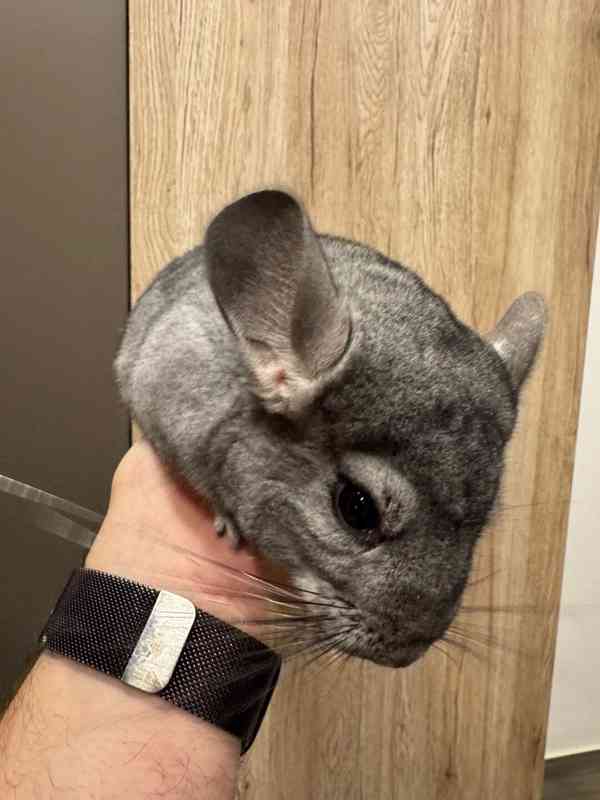 Samec činčily z domácího chovu medium ebony - foto 14