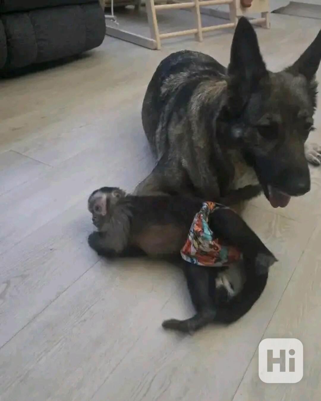  Úžasné kapucínské opice pro vás  - foto 1