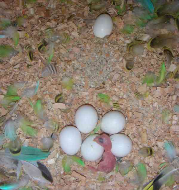 Prodám vajíčka feterlizovaných papoušků