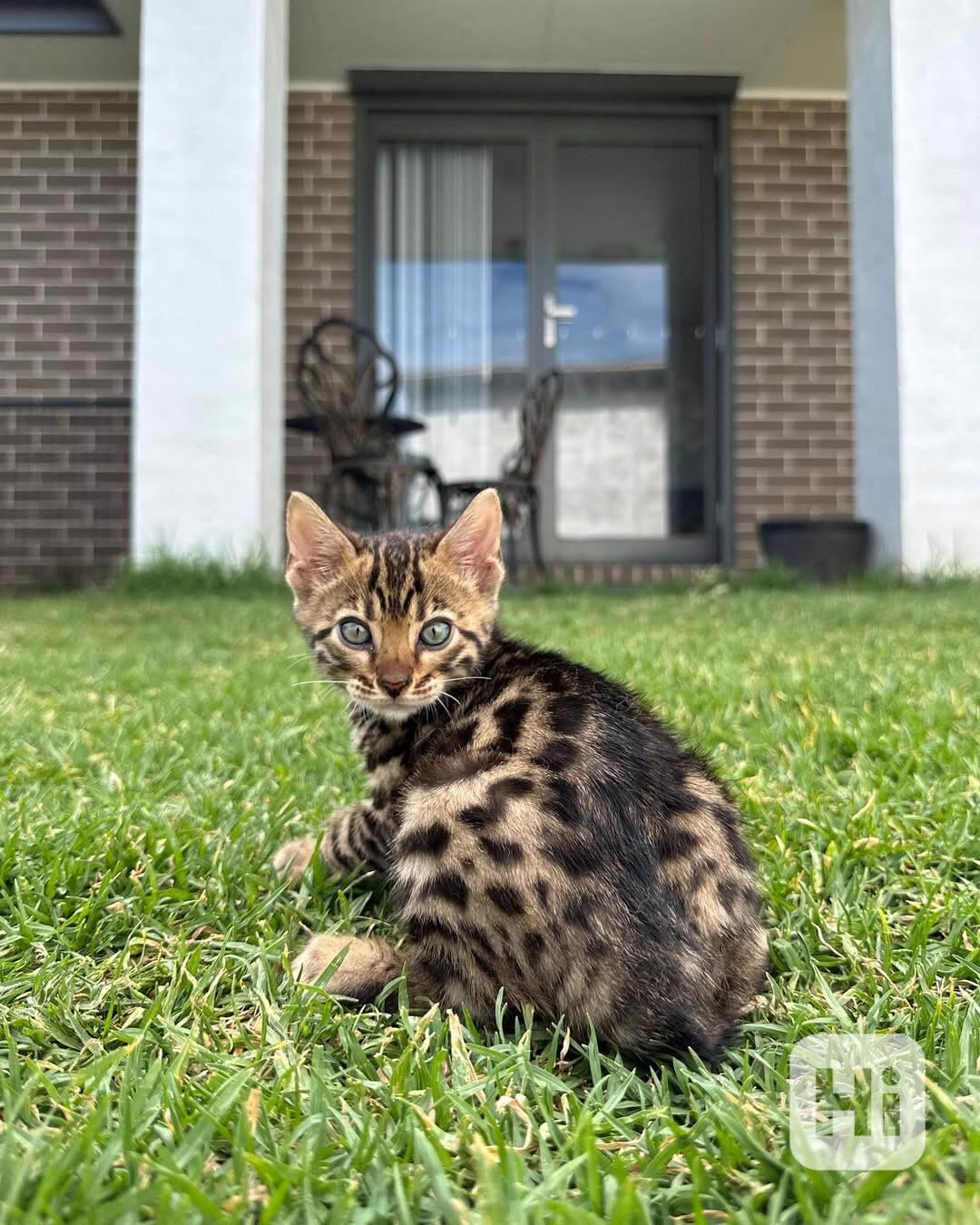Úžasné americké kotě plemene bontail hledá nový domov - foto 1