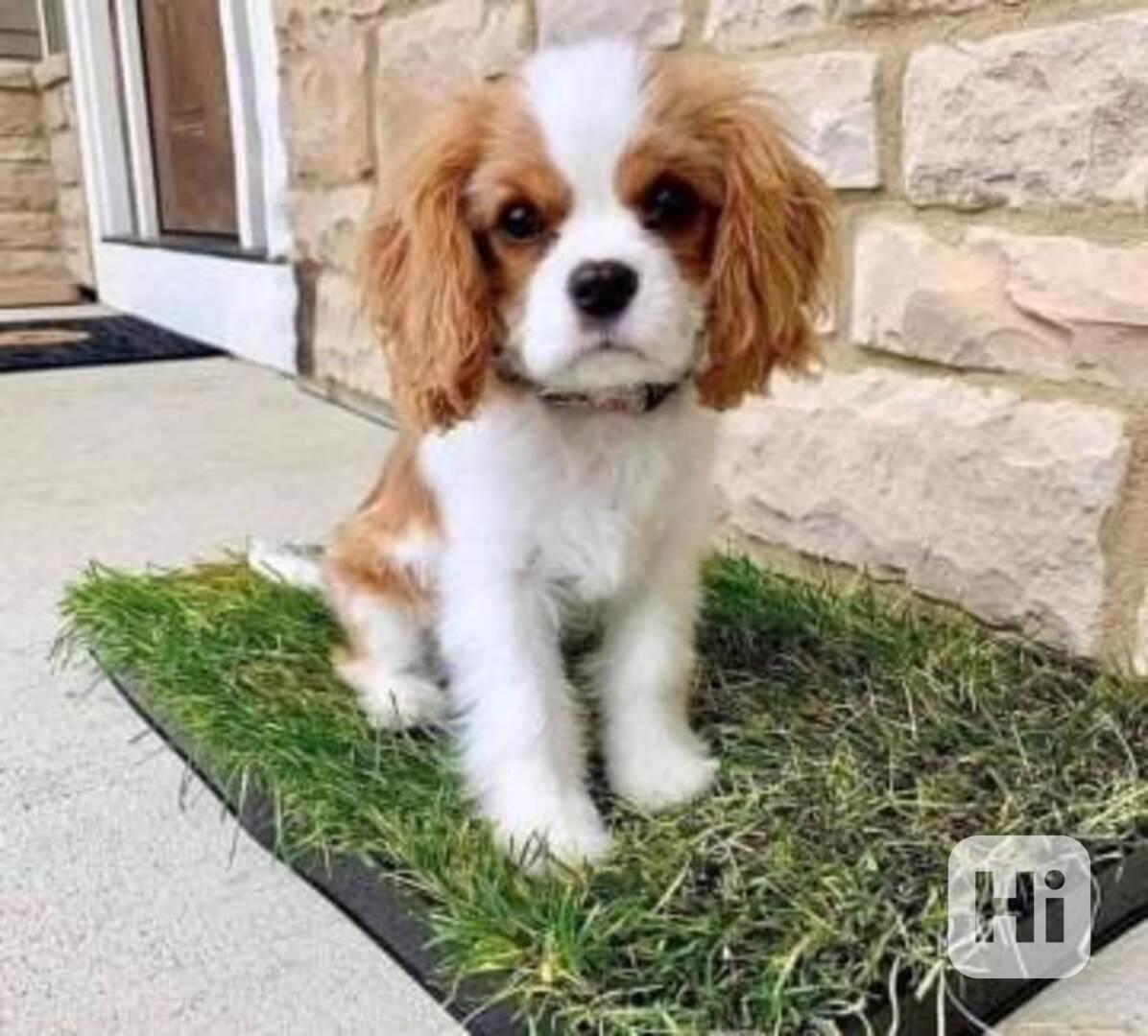 Štěňata Calvary King Charles hledají domov. - foto 1