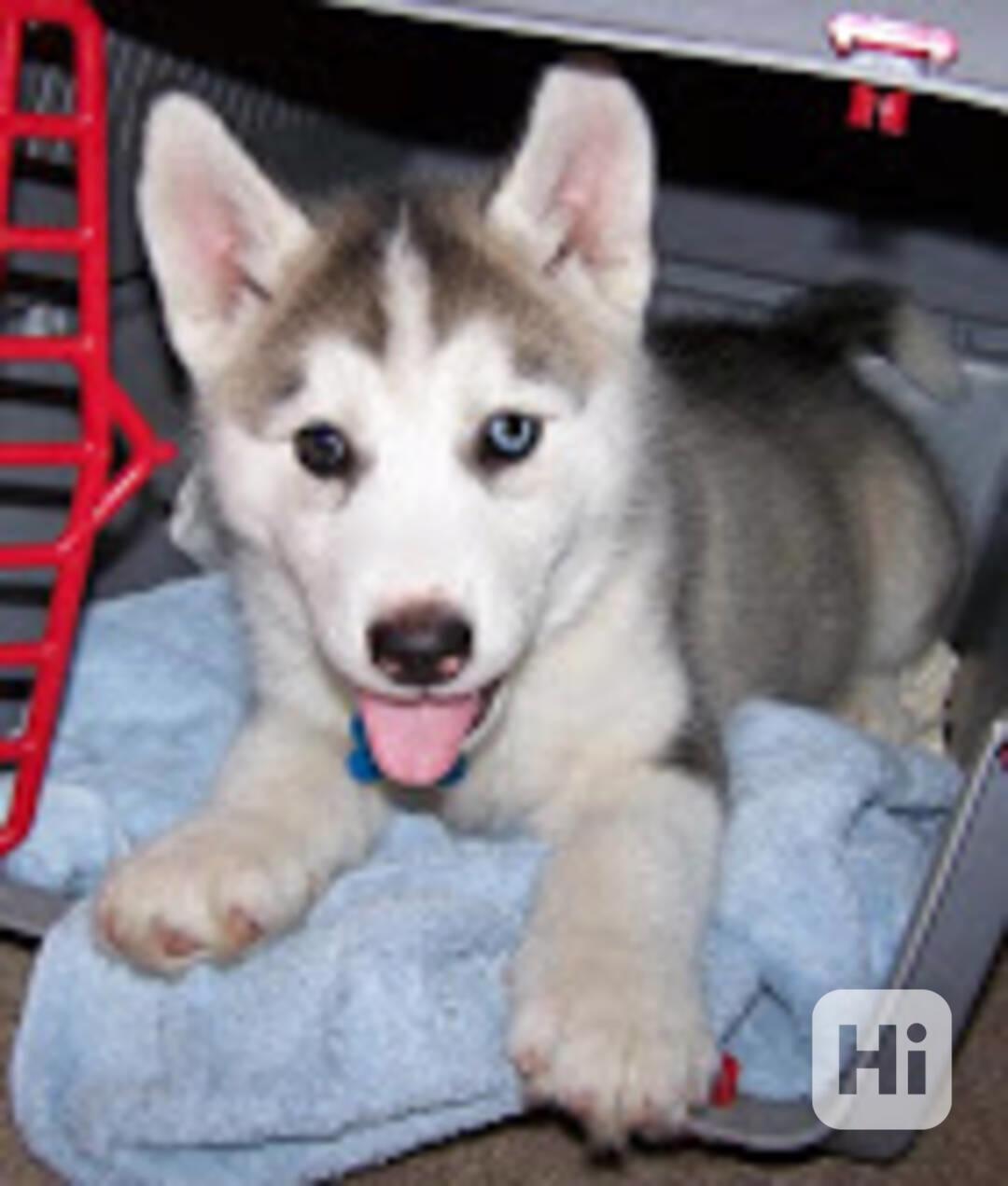 Štěňata sibiřského huskyho s roztomilostí - foto 1