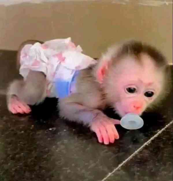 kapucínské opice k adoptaci - foto 2