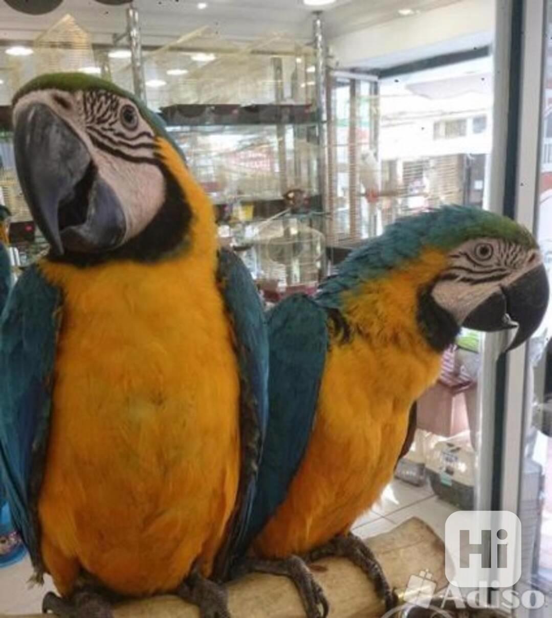 Dva papoušci ara - foto 1