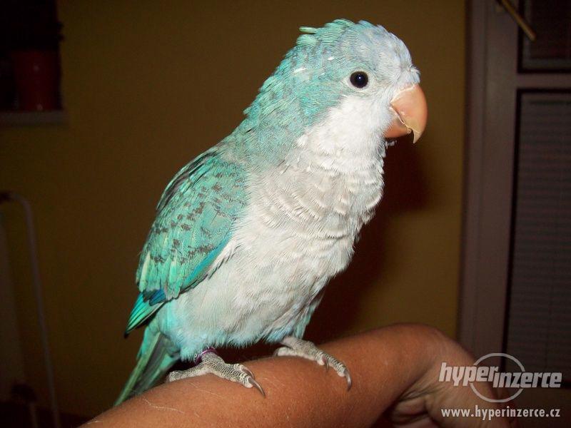 Prodám ochočeného papouška mníška, mníšek - zelený, modrý, š - foto 3