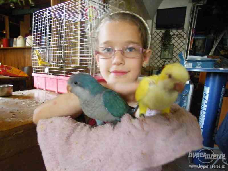 Prodám ochočeného papouška mníška, mníšek - zelený, modrý, š - foto 6