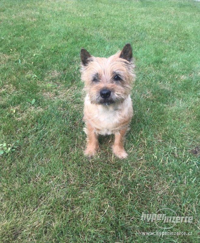 Cairn teriér ke krytí - foto 1