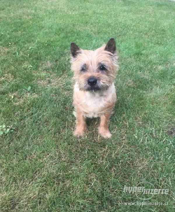 Cairn teriér ke krytí - foto 1