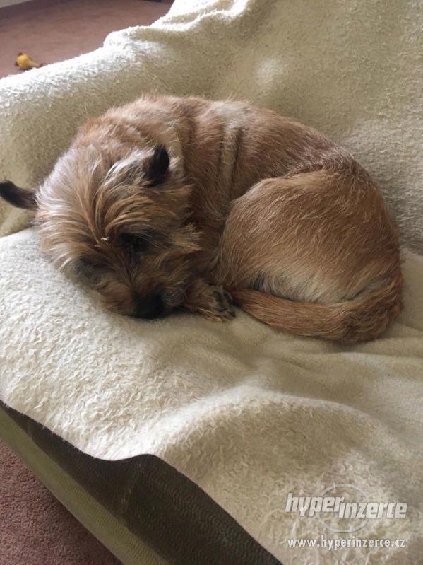 Cairn teriér ke krytí - foto 2