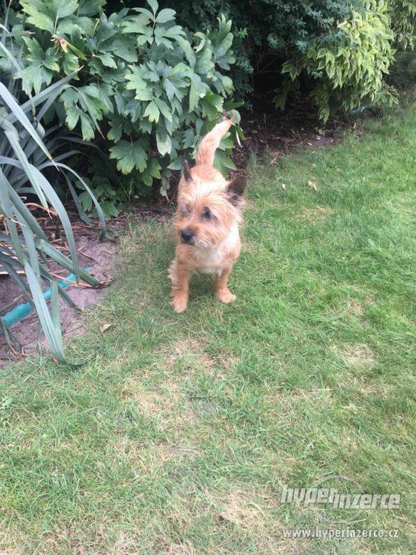 Cairn teriér ke krytí - foto 3