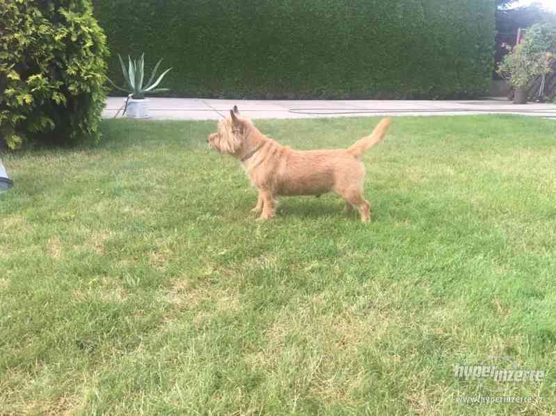 Cairn teriér ke krytí - foto 4