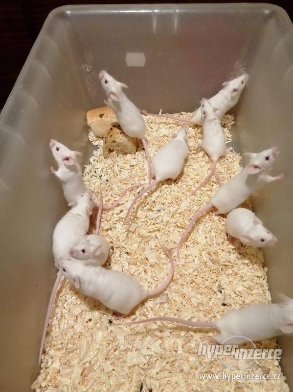Bílé myši na krmení - foto 1