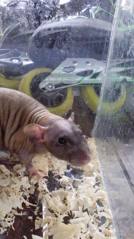 Potkan DUMBO Mláďata - foto 1