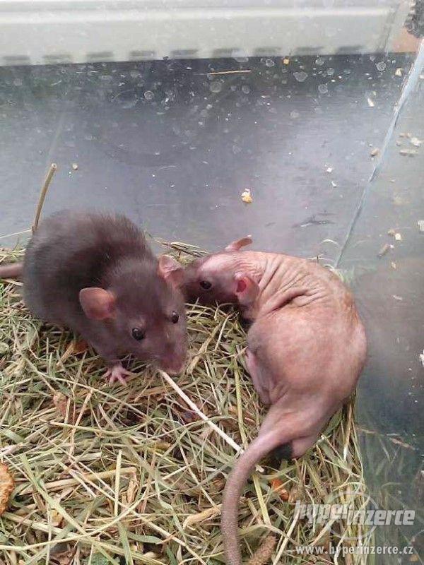 Potkan DUMBO Mláďata - foto 2