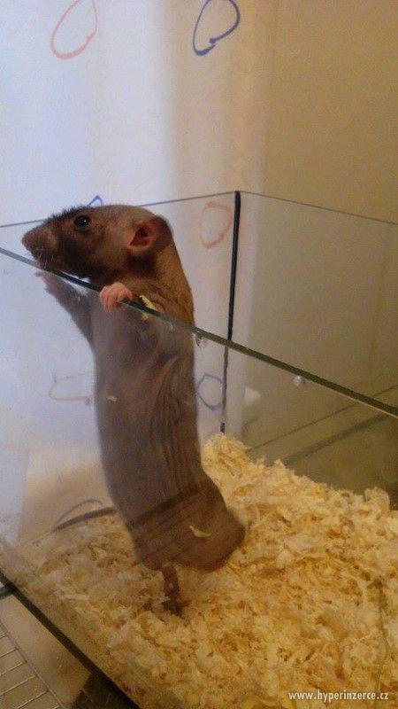 Potkan DUMBO Mláďata - foto 3