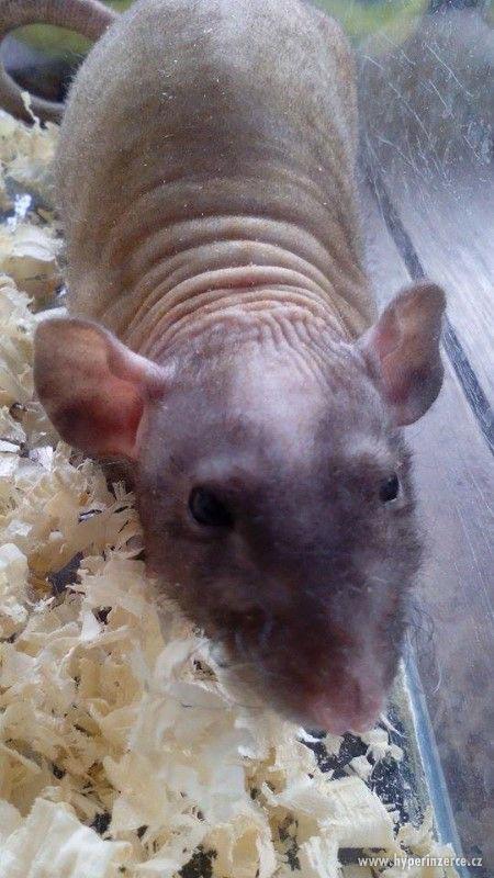 Potkan DUMBO Mláďata - foto 4