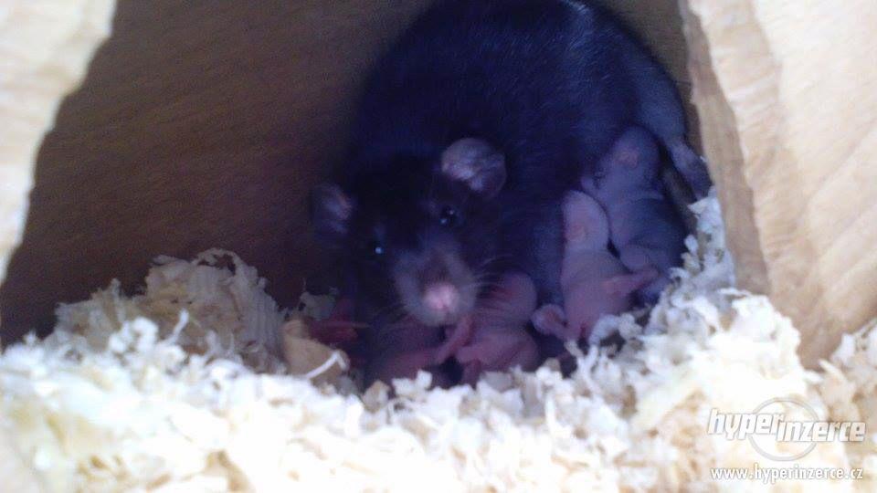 Potkan DUMBO Mláďata - foto 5