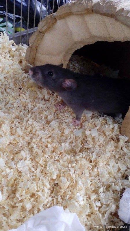 Potkan DUMBO Mláďata - foto 6