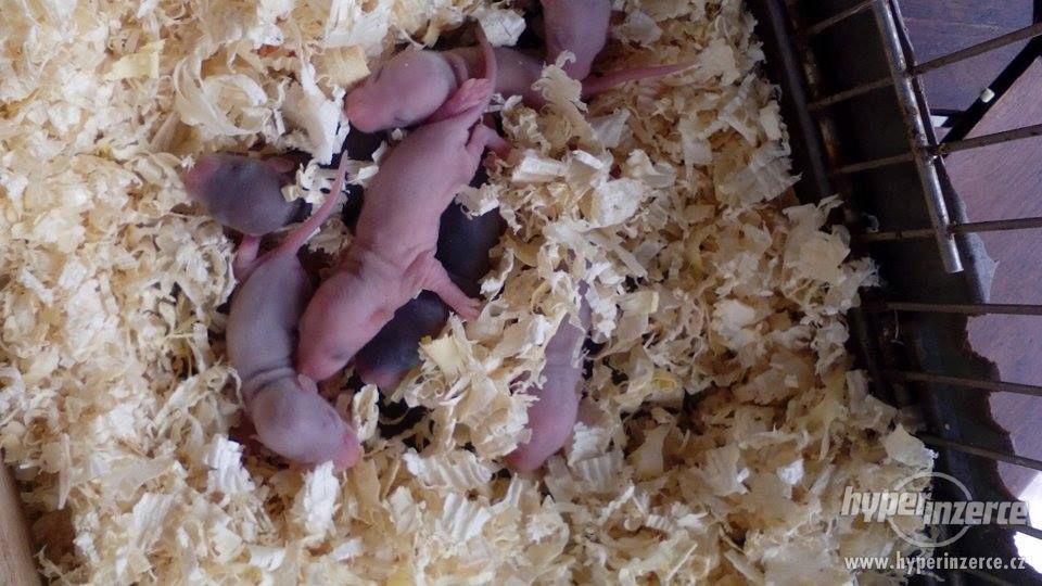 Potkan DUMBO Mláďata - foto 7