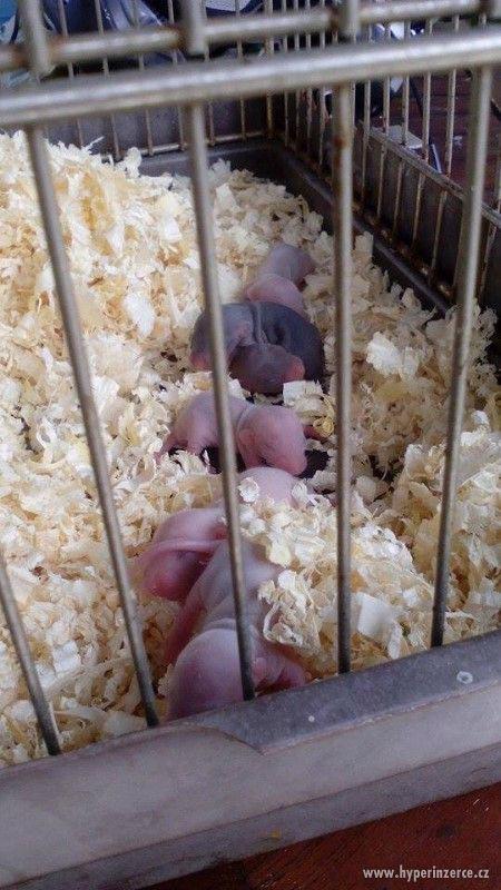 Potkan DUMBO Mláďata - foto 8