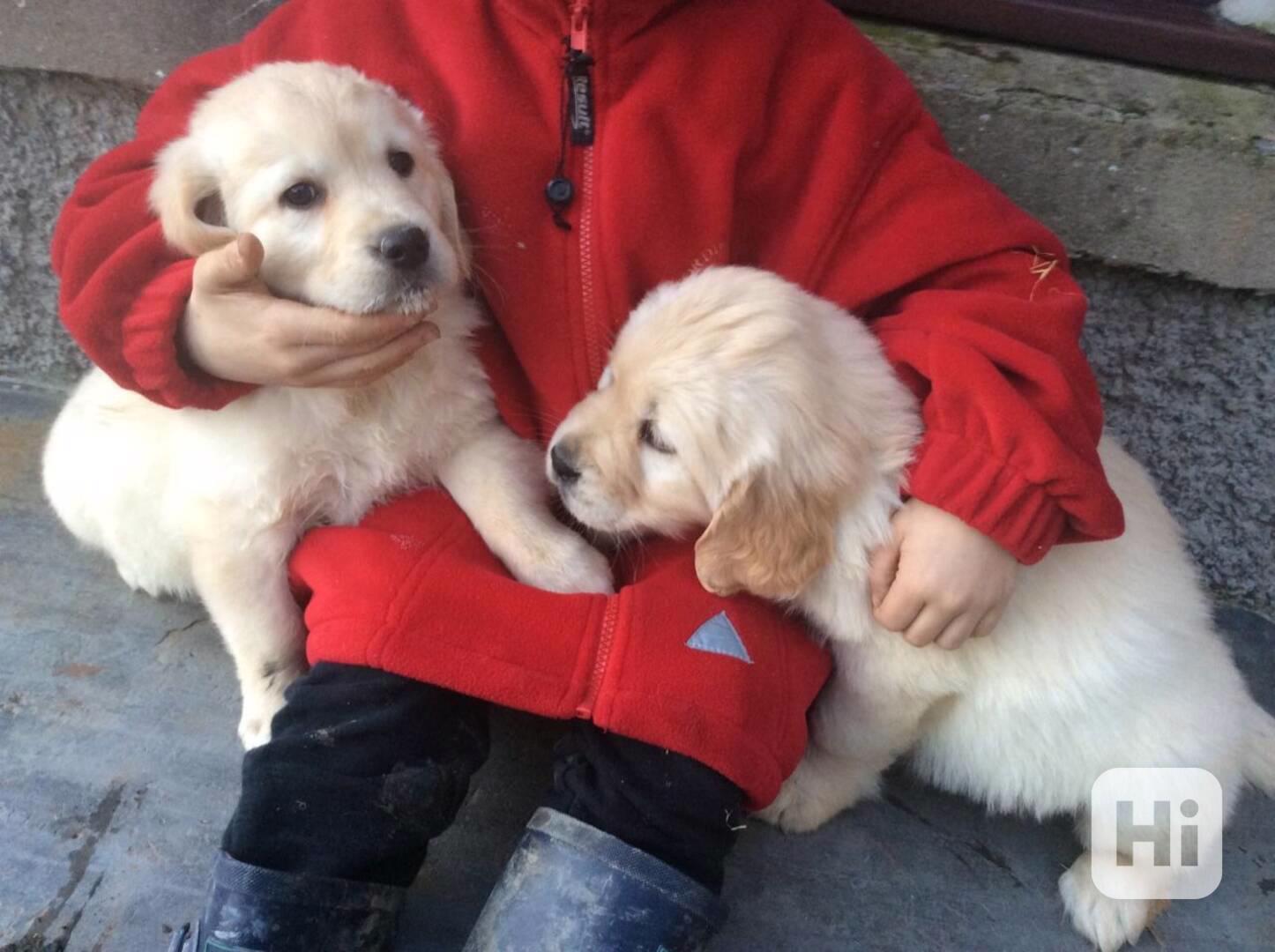 Roztomilá štěňata zlatého retrívra do nového domova - foto 1