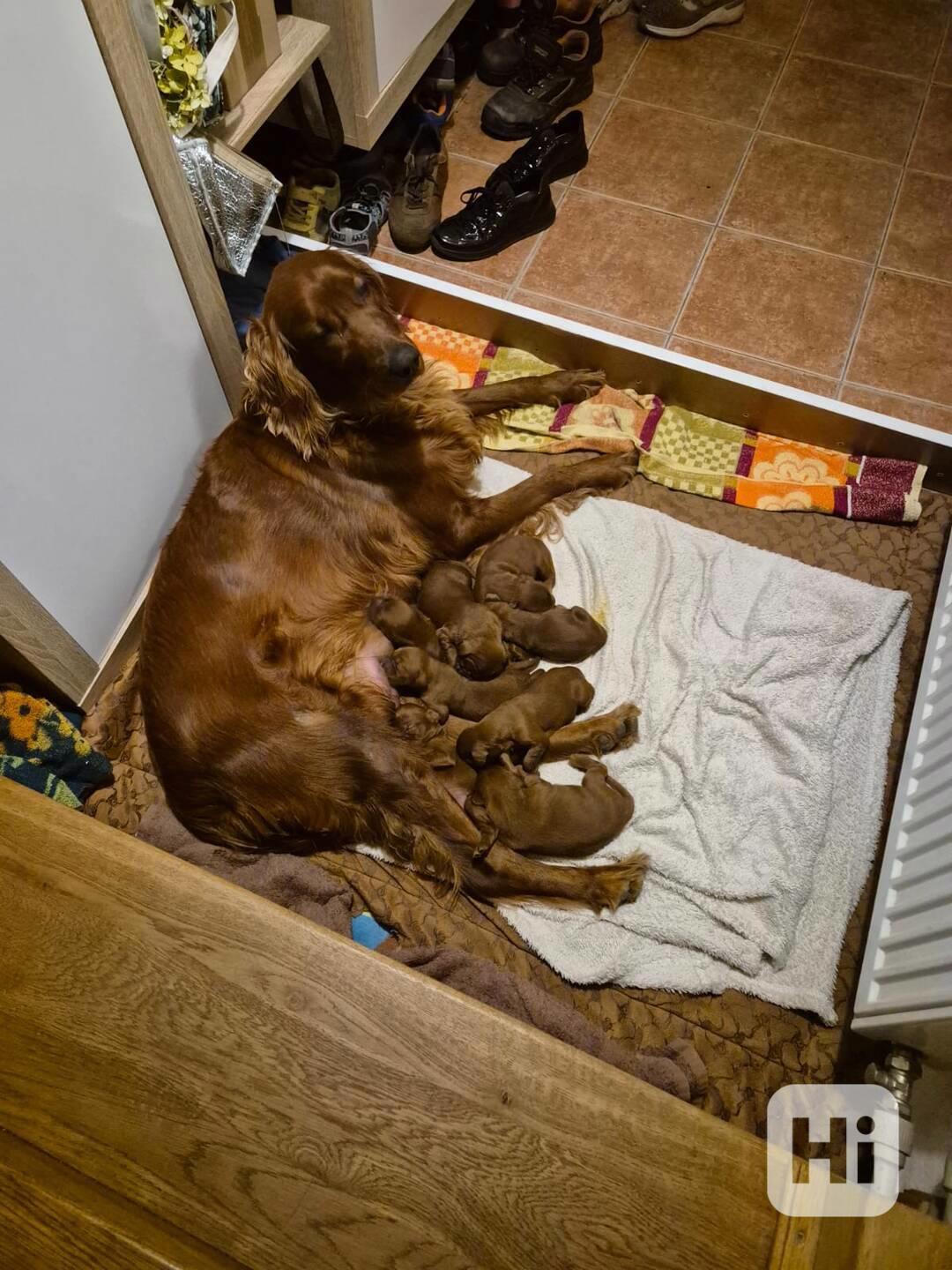 Irský setr - foto 1