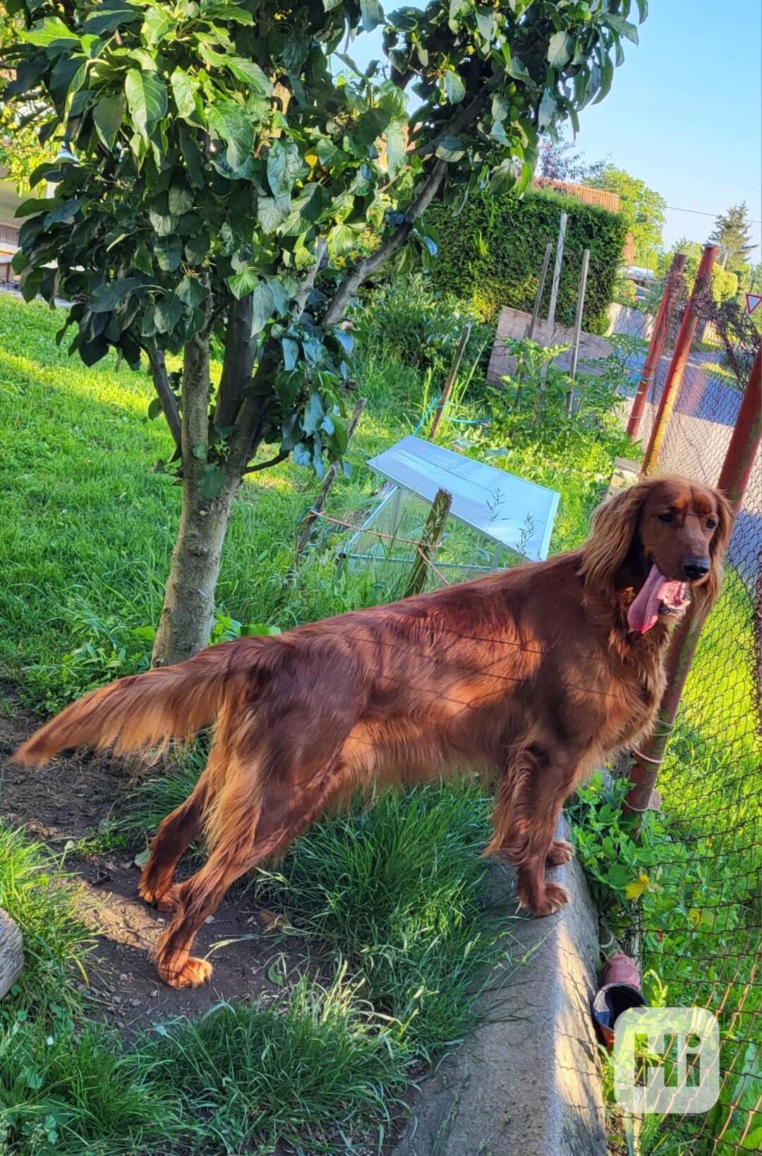 Irský setr - foto 1