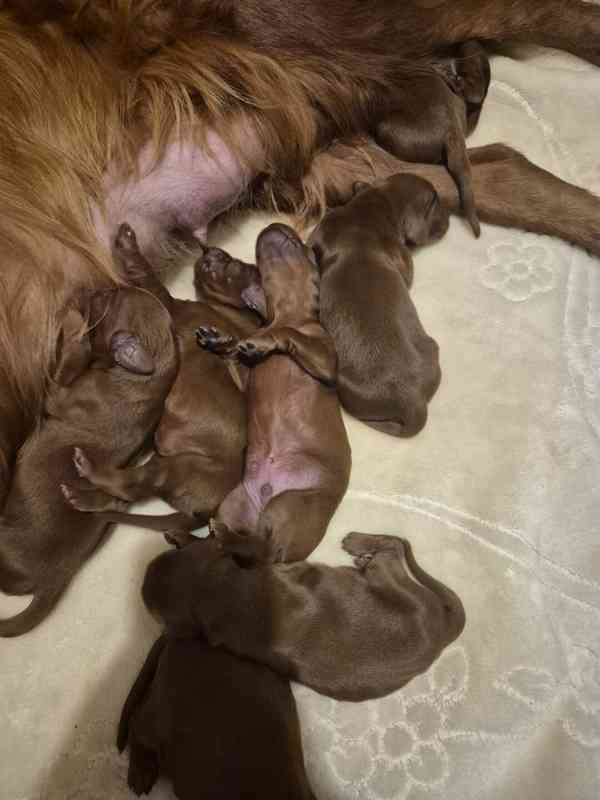 Irský setr - foto 4