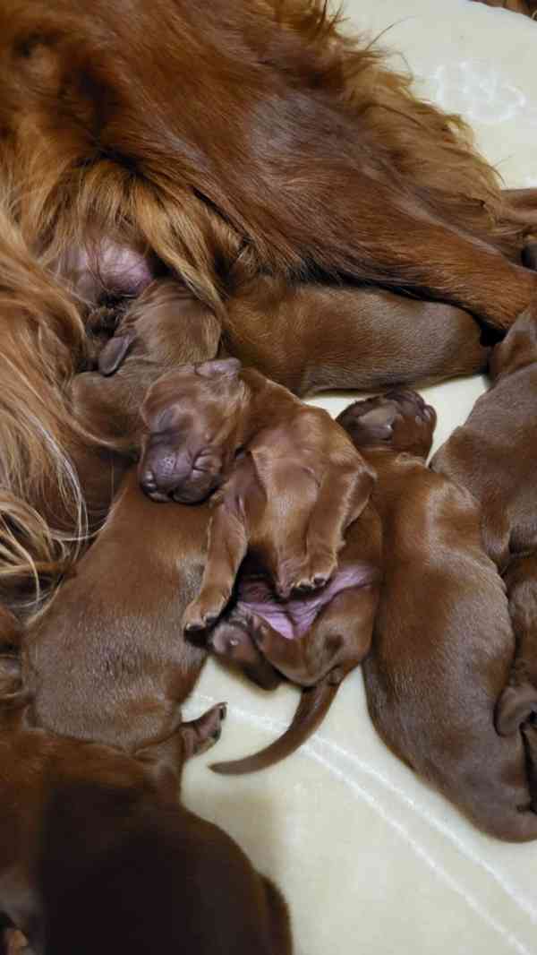 Irský setr - foto 5