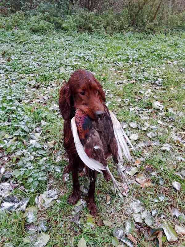 Irský setr - foto 2