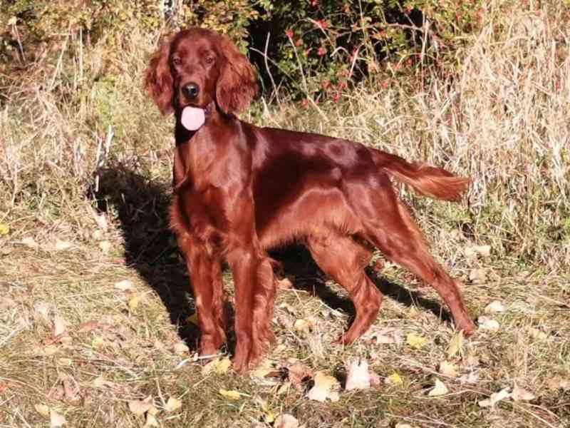 Irský setr - foto 7