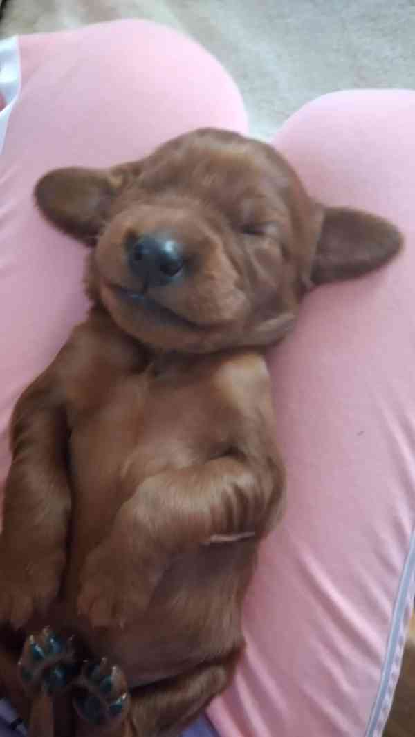 Irský setr - foto 2