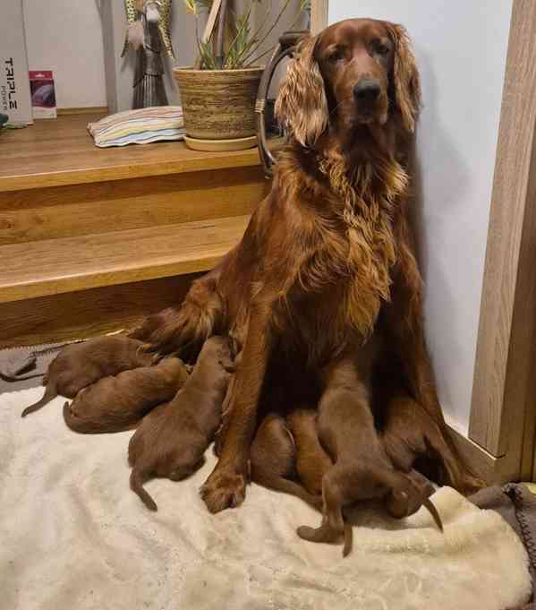 Irský setr - foto 5