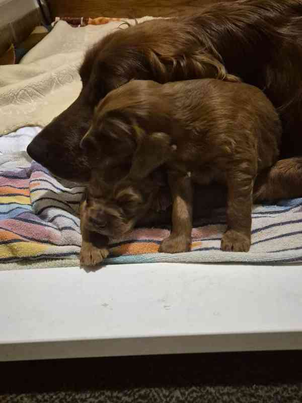 Irský setr - foto 4