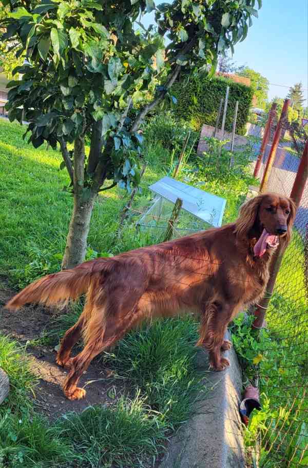 Irský setr - foto 3