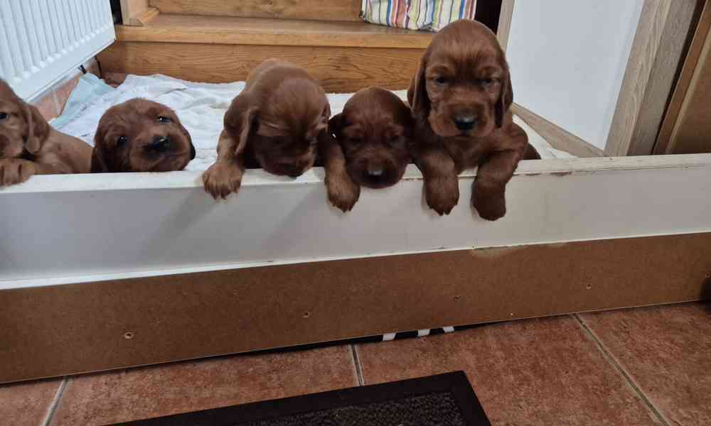 Irský setr - foto 6