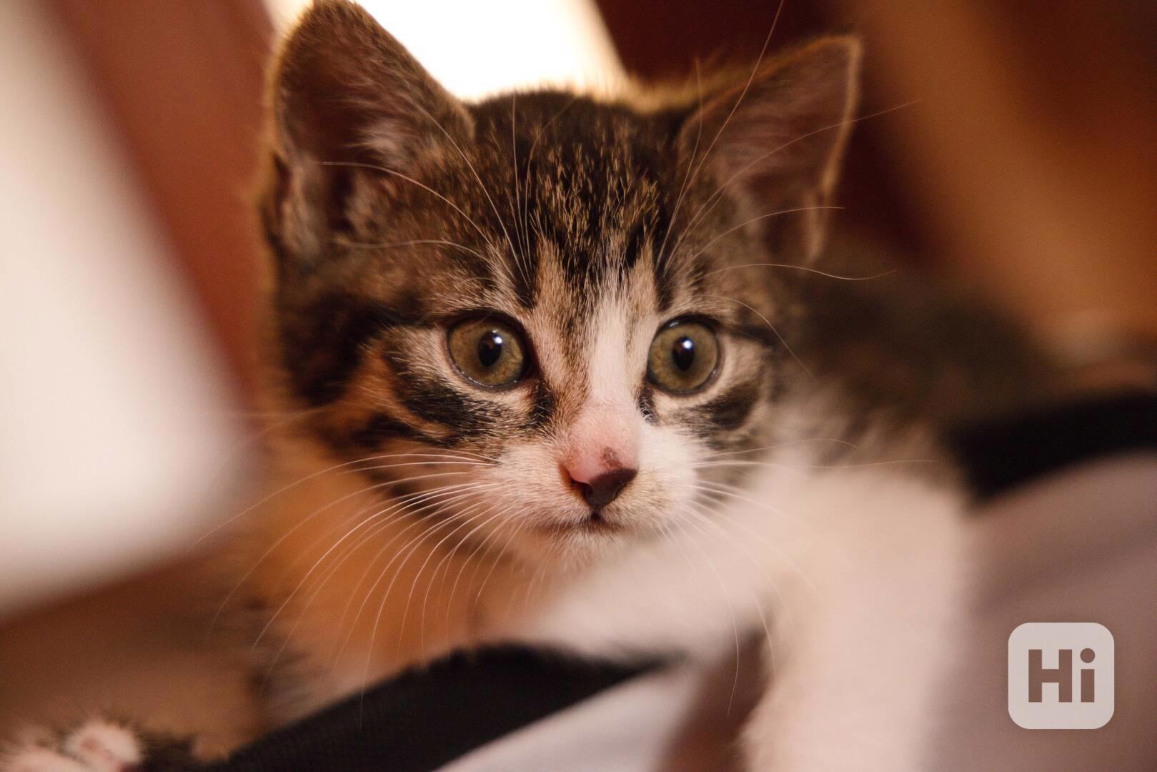 2 měsíční koťata - foto 1