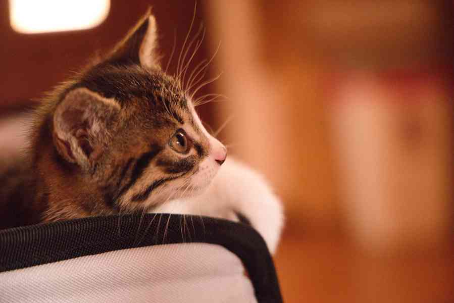 2 měsíční koťata - foto 4