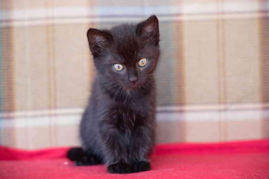 2 měsíční koťata - foto 10